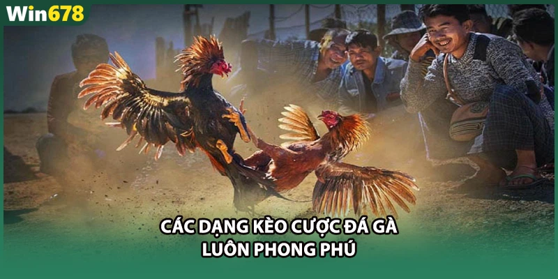 Các dạng kèo cược đá gà luôn phong phú