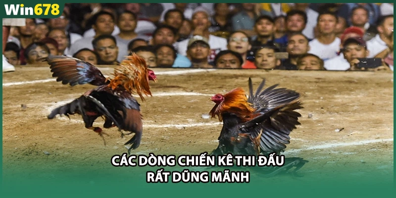Các dòng chiến kê thi đấu rất dũng mãnh
