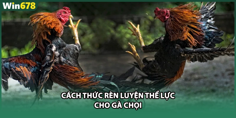 Cách thức rèn luyện thể lực cho gà chọi