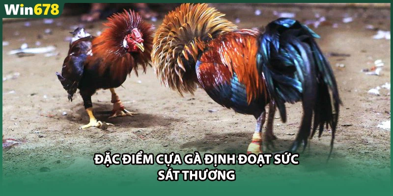 Đặc điểm cựa gà định đoạt sức sát thương