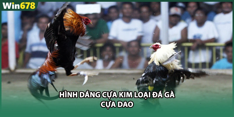 Hình dáng cựa kim loại đá gà cựa dao