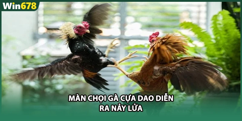 Màn chọi gà cựa dao diễn ra nảy lửa
