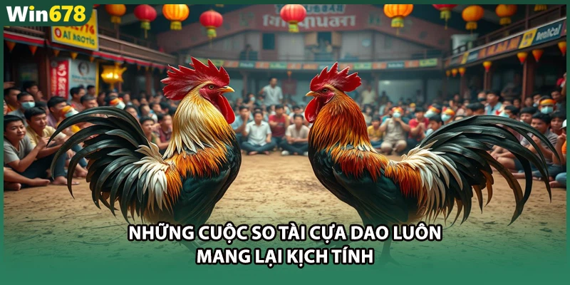 Những cuộc so tài cựa dao luôn mang lại kịch tính
