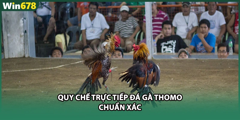 Quy chế trực tiếp đá gà Thomo chuẩn xác
