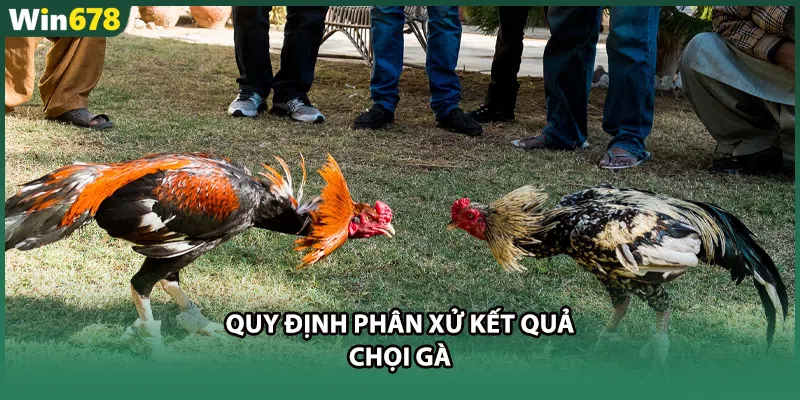 Quy định phân xử kết quả chọi gà