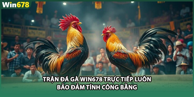 Trận đá gà WIN678 trực tiếp luôn bảo đảm tính công bằng